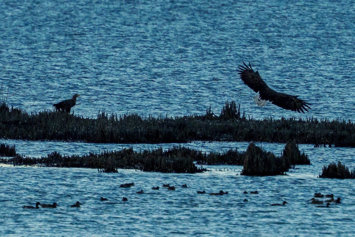 White-tailed Eagle - ML638798609