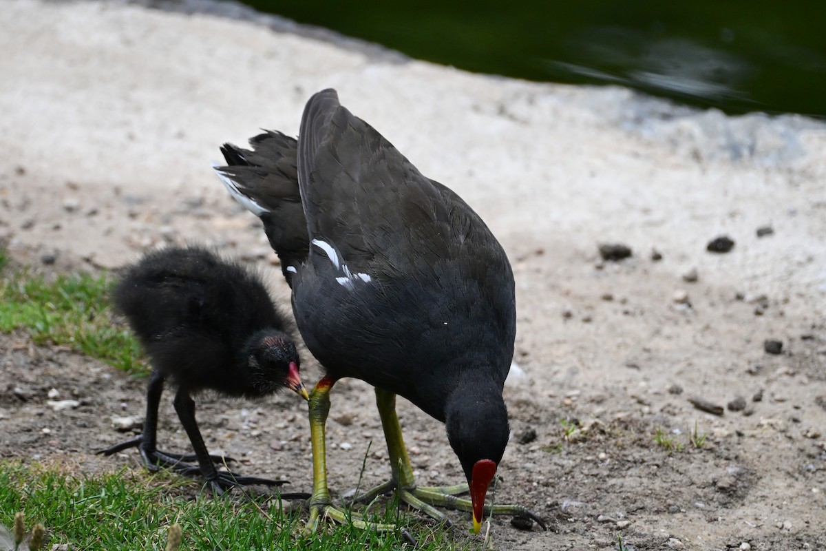 Eurasian Moorhen - ML638798632