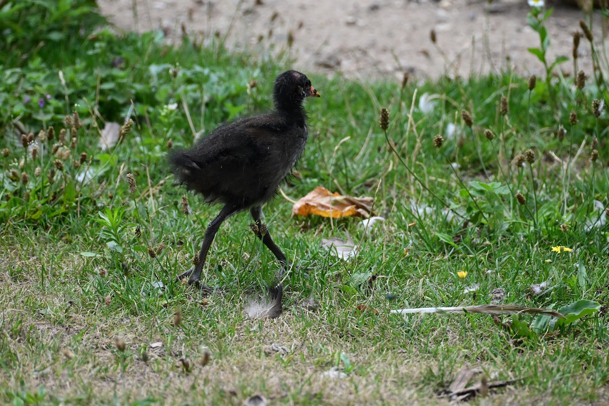 Eurasian Moorhen - ML638798635