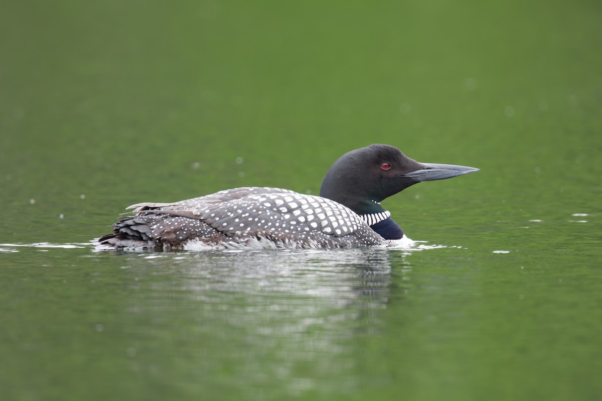 Common Loon - ML638798637