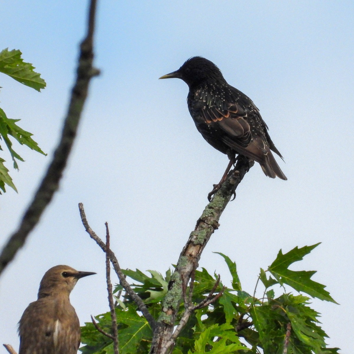 European Starling - ML638798647