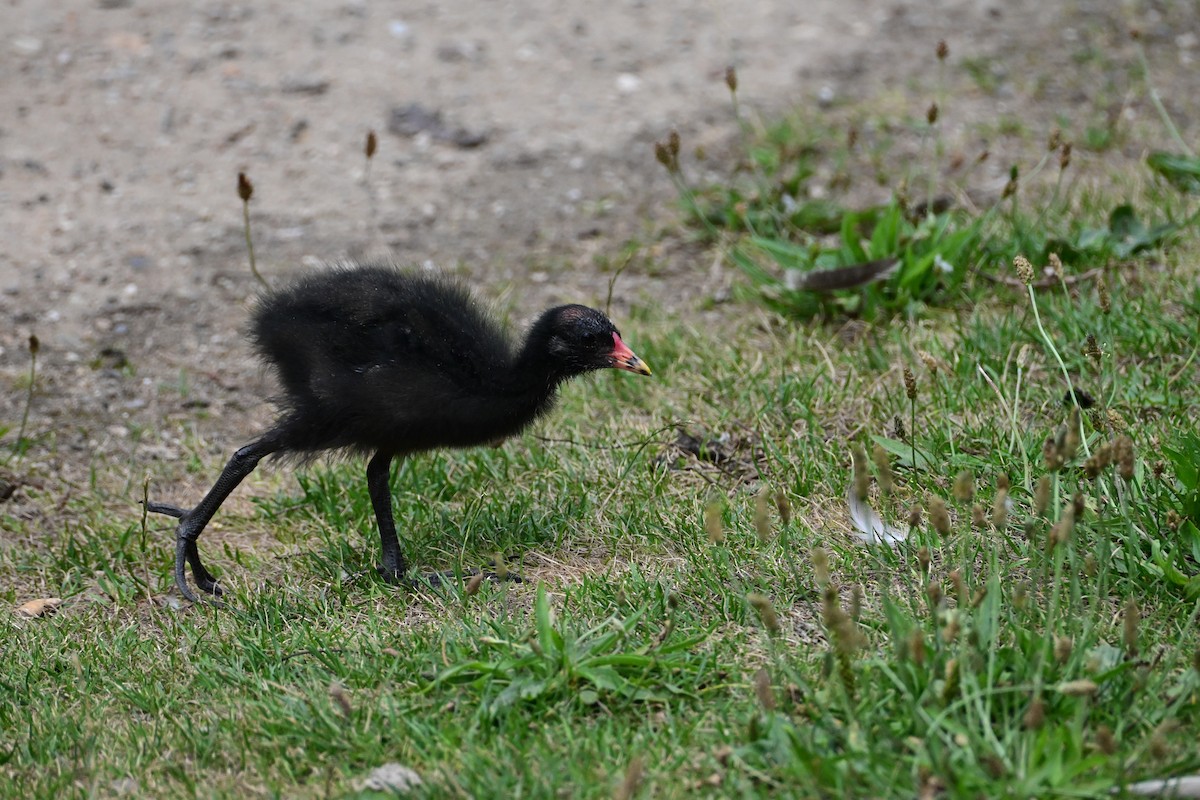 Eurasian Moorhen - ML638798648