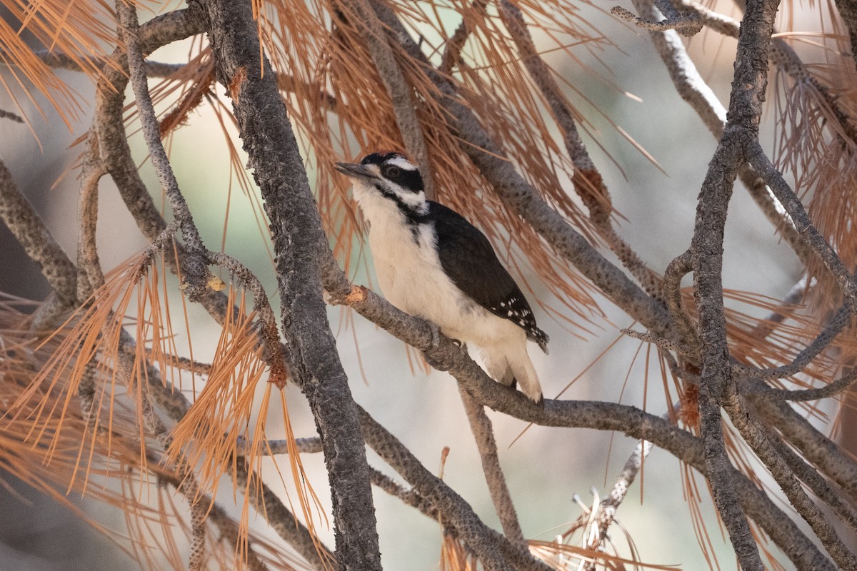 Hairy Woodpecker - ML638798650