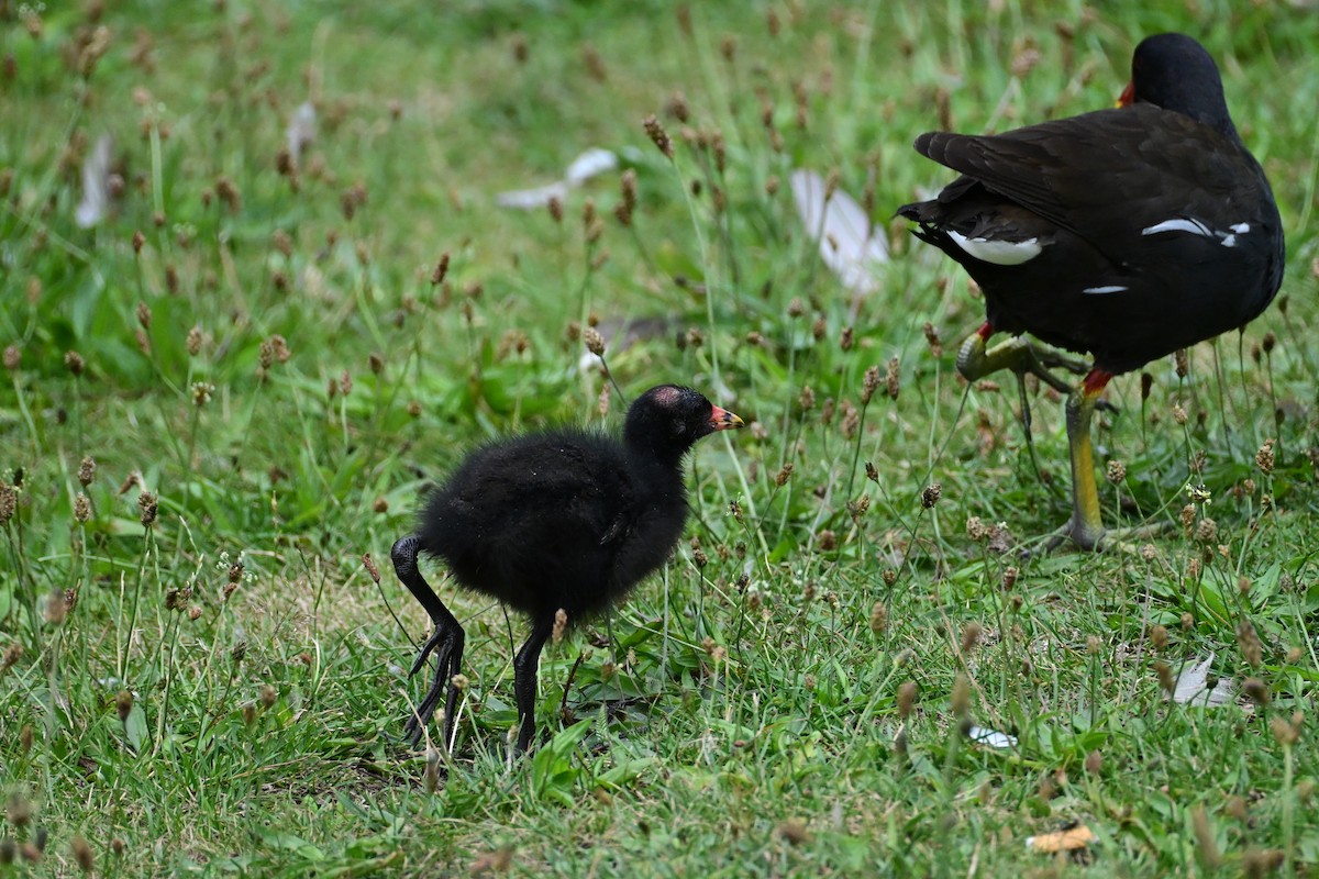 Eurasian Moorhen - ML638798652