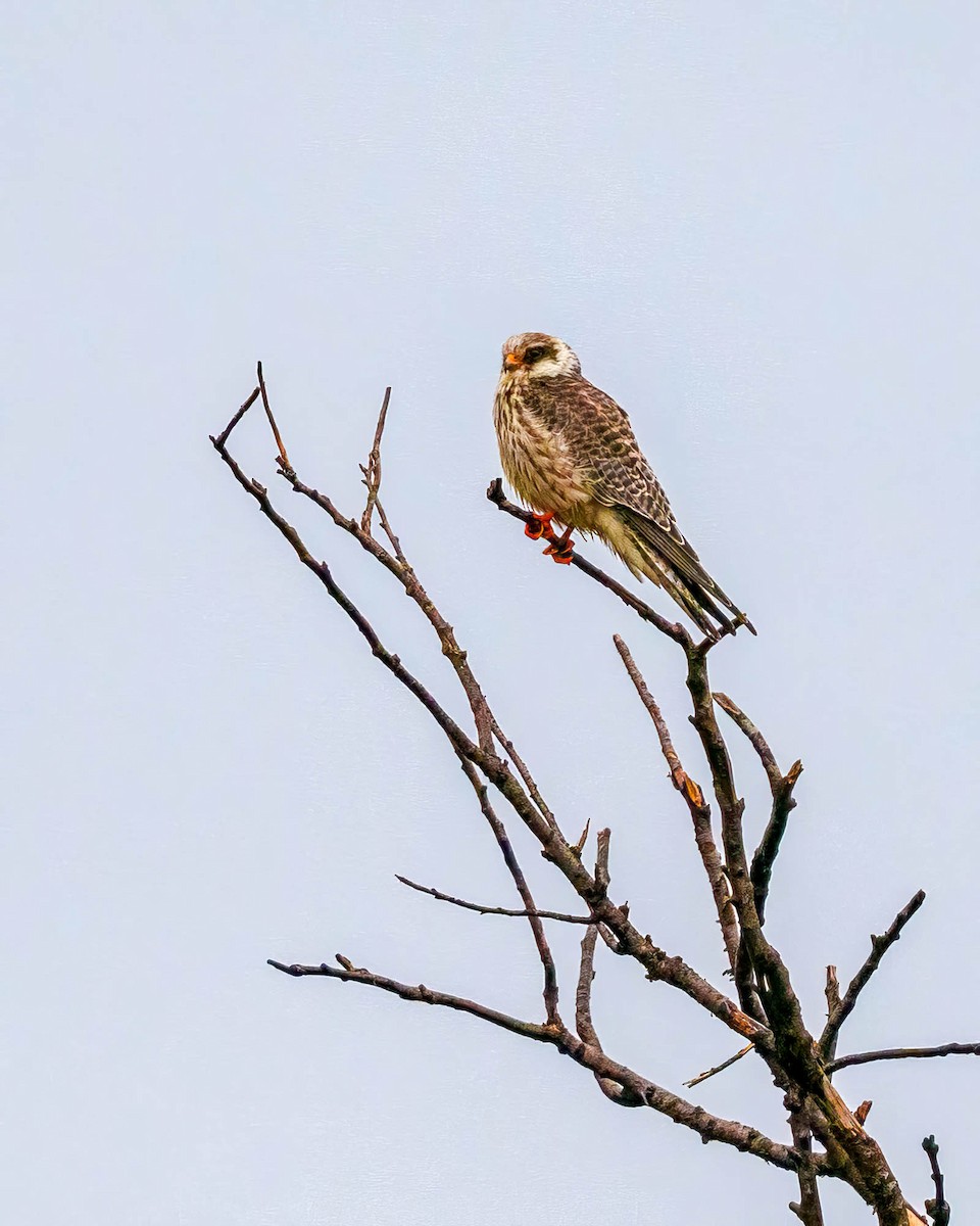 Red-footed Falcon - ML638798654