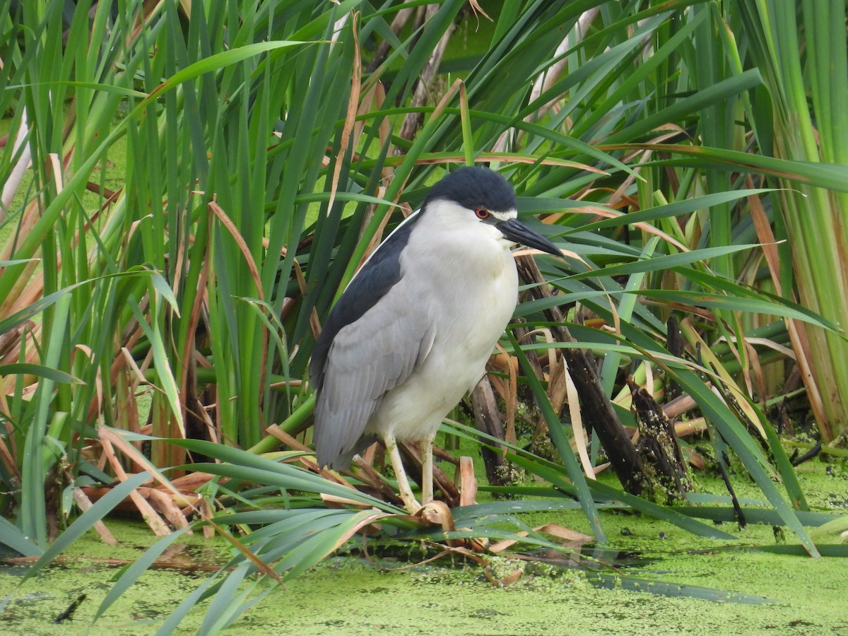 Black-crowned Night Heron - ML638798655