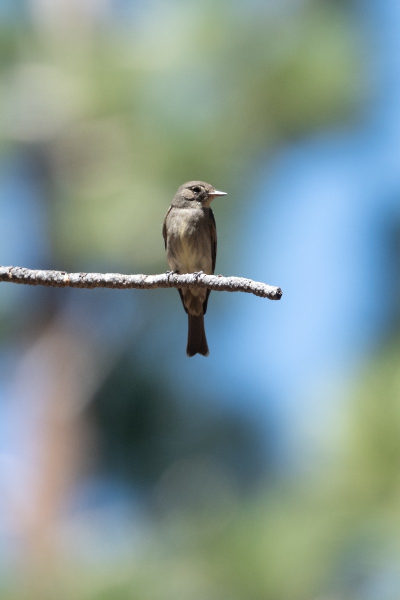 Western Wood-Pewee - ML638798656