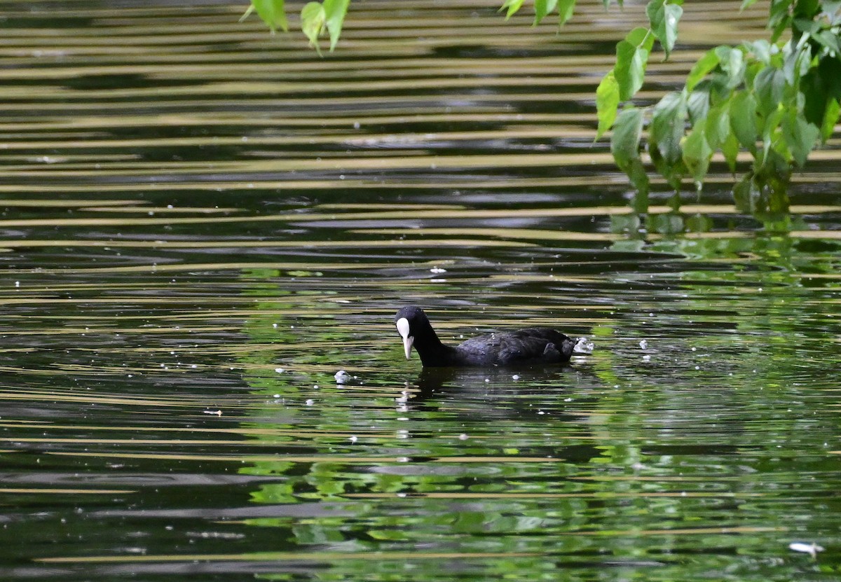 Eurasian Coot - ML638798657
