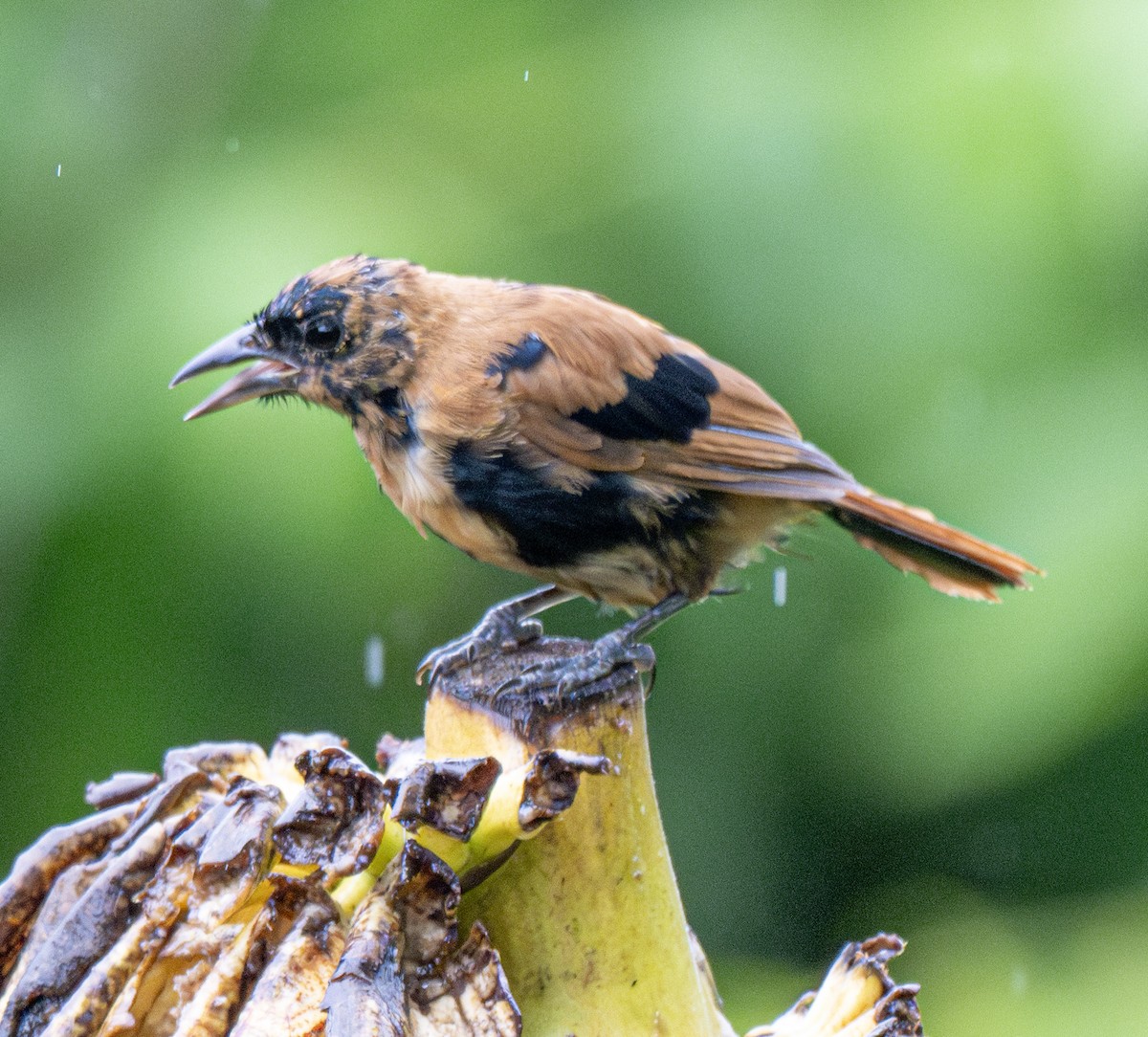 White-lined Tanager - ML638798658