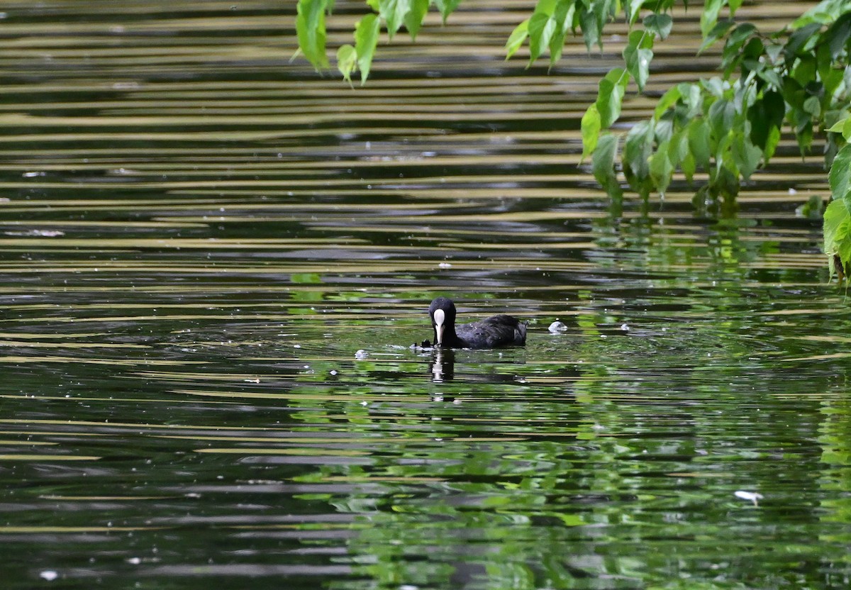 Eurasian Coot - ML638798659