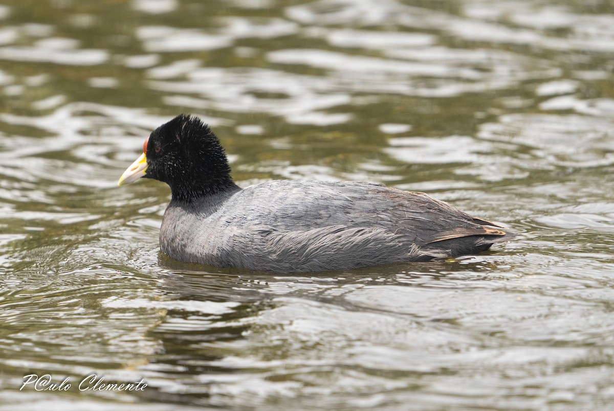 Slate-colored Coot - ML638798660