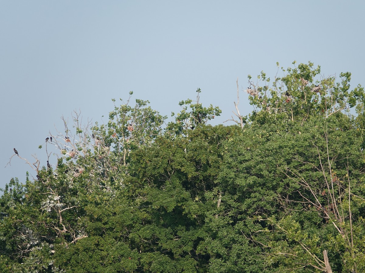 Double-crested Cormorant - ML638798662
