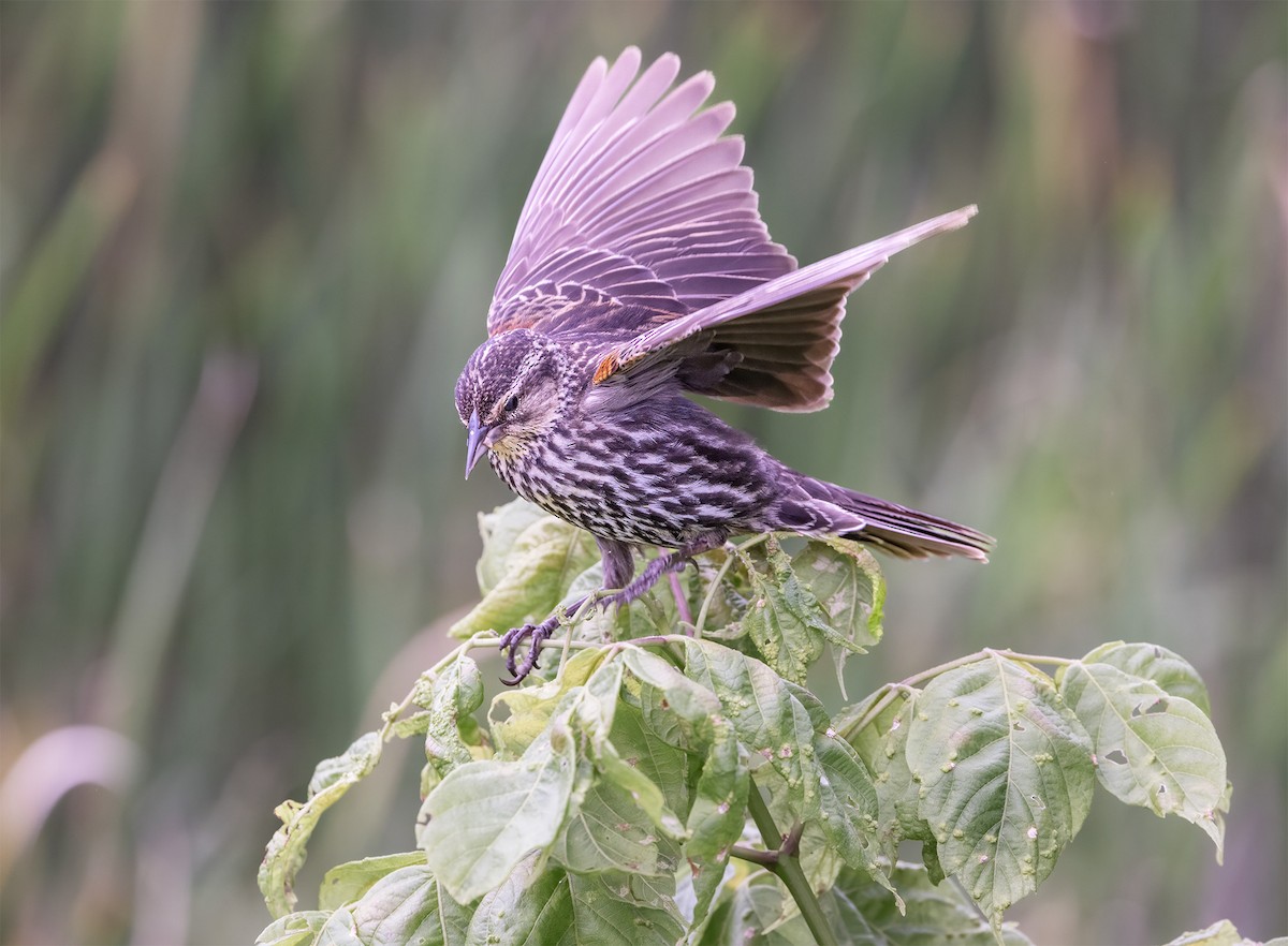 Red-winged Blackbird - ML638798663