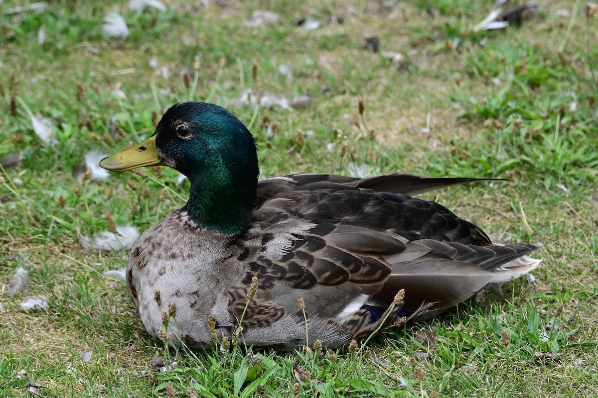 Mallard - ML638798665