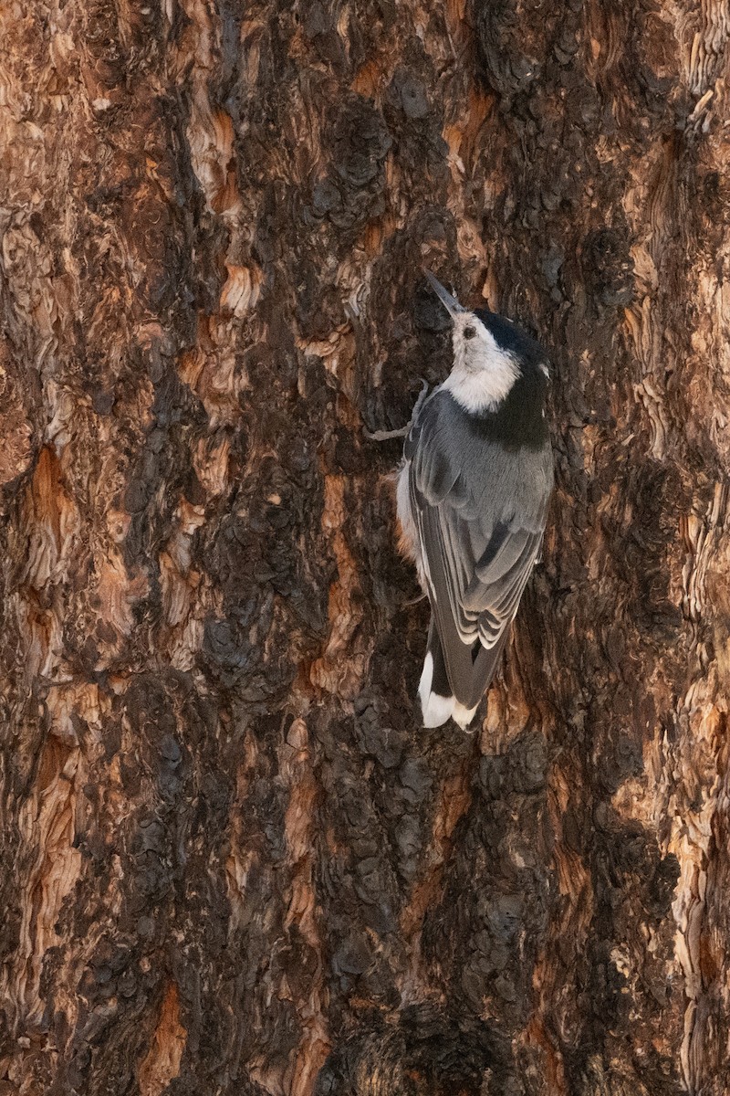 White-breasted Nuthatch - ML638798666