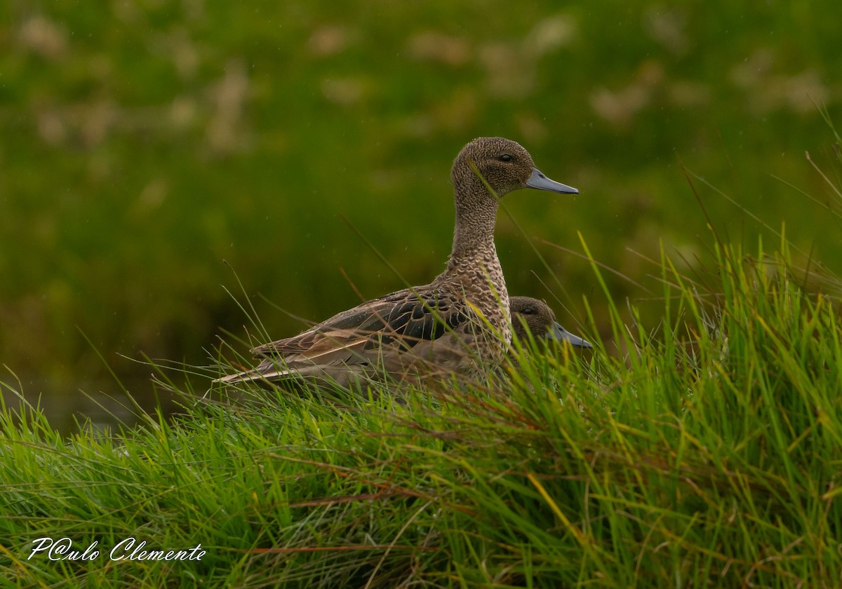 Andean Teal - ML638798667
