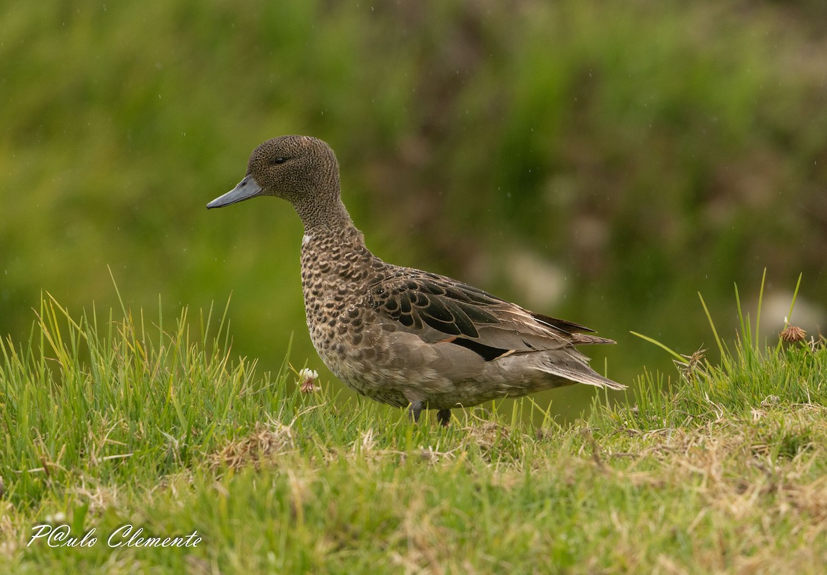 Andean Teal - ML638798668