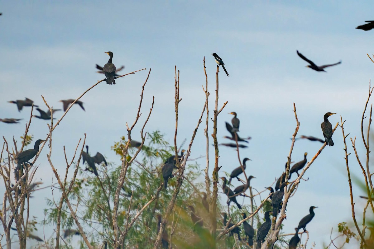 Eurasian Magpie - ML638798671