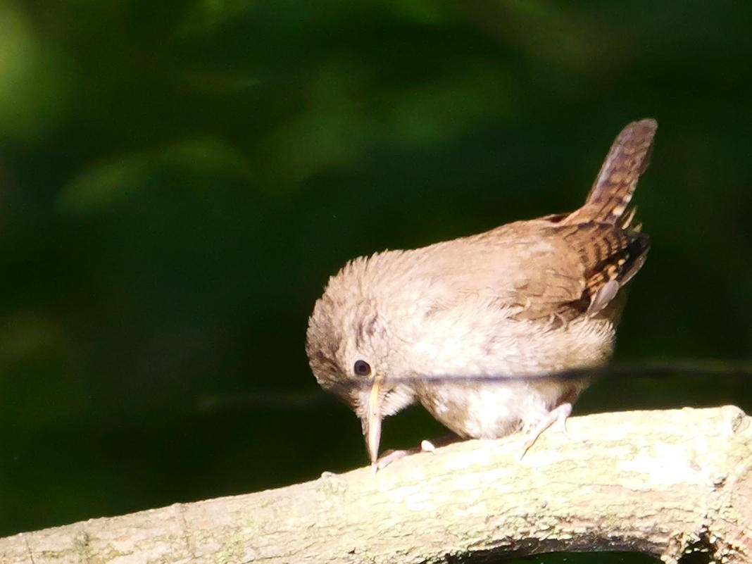 Northern House Wren - ML638798672