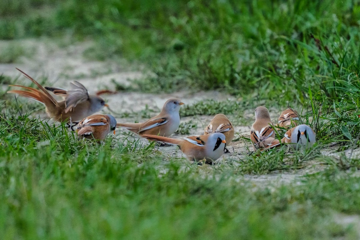 Bearded Reedling - ML638798681