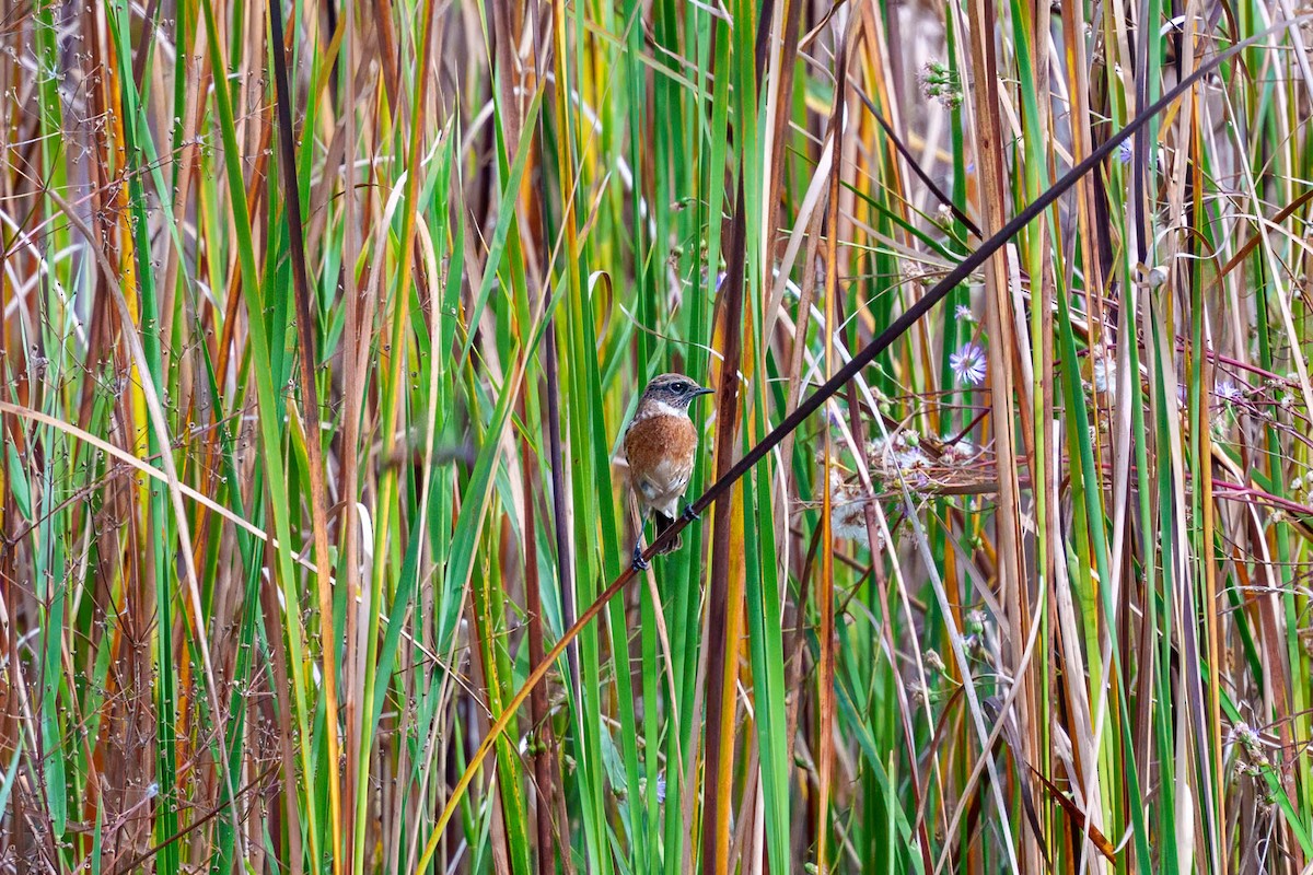 European Stonechat - ML638798695