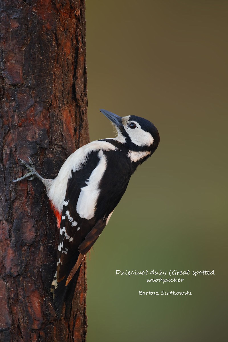 strakapoud velký - ML638798745