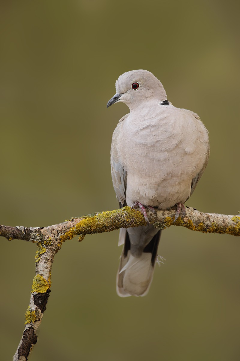 hrdlička zahradní - ML638798833