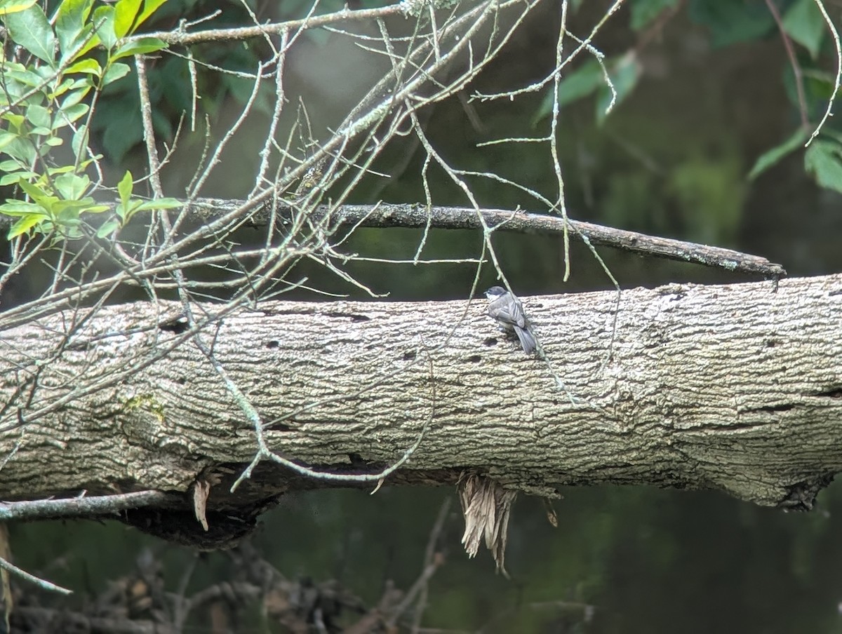 Carolina Chickadee - ML638798863