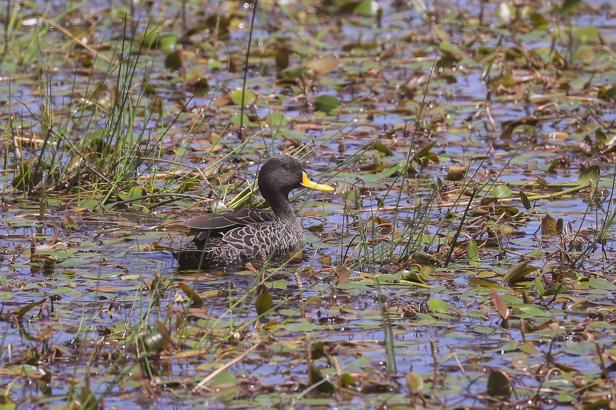Yellow-billed Duck - ML638798868