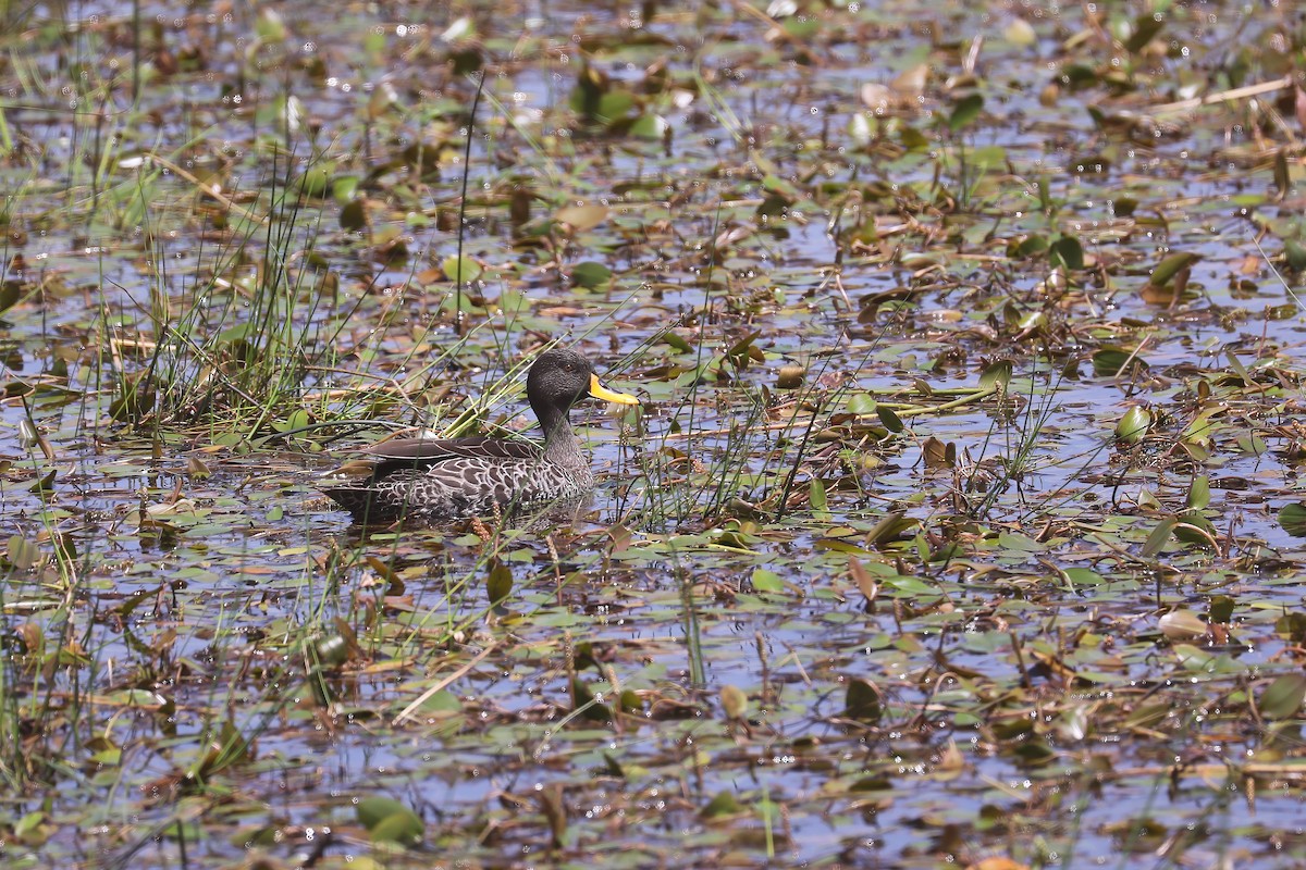 Yellow-billed Duck - ML638798869