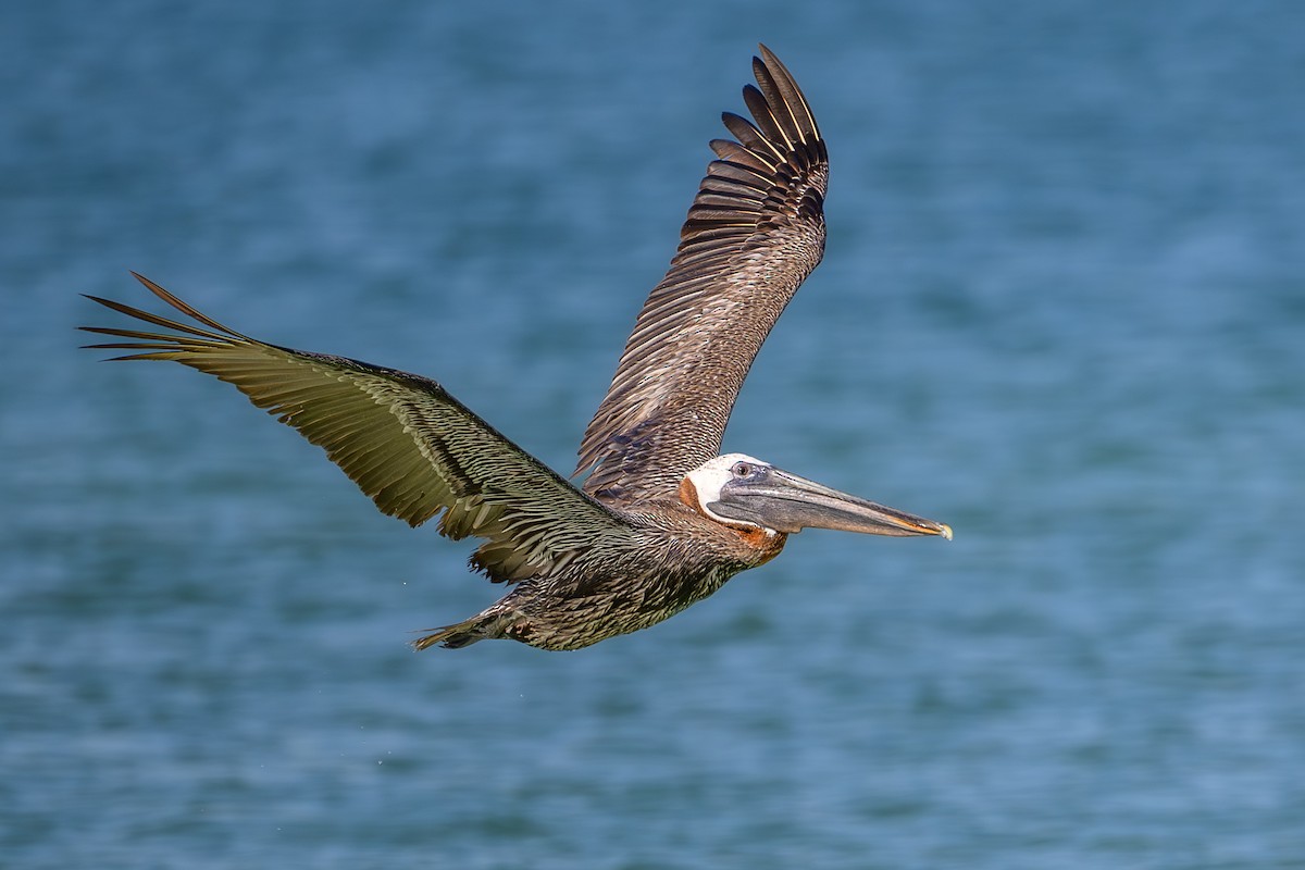 Brown Pelican - ML638798882