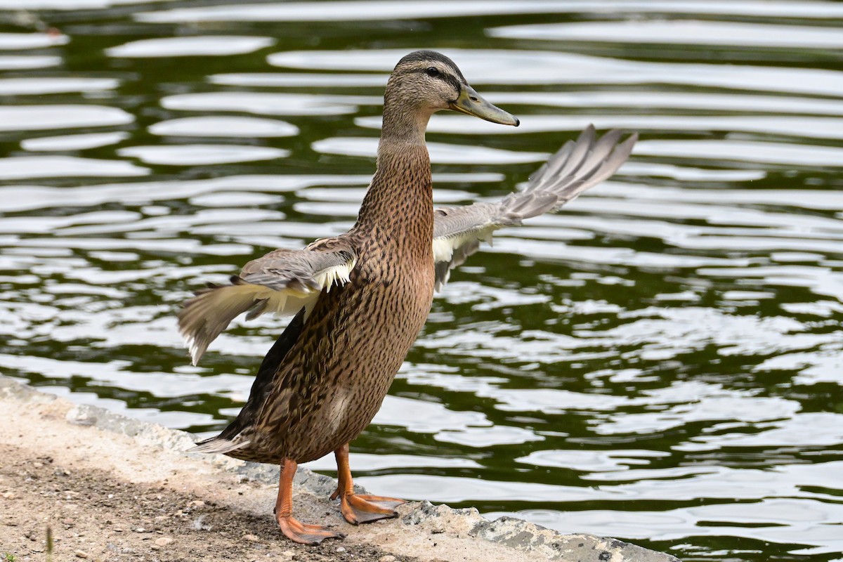 Canard colvert - ML638798895