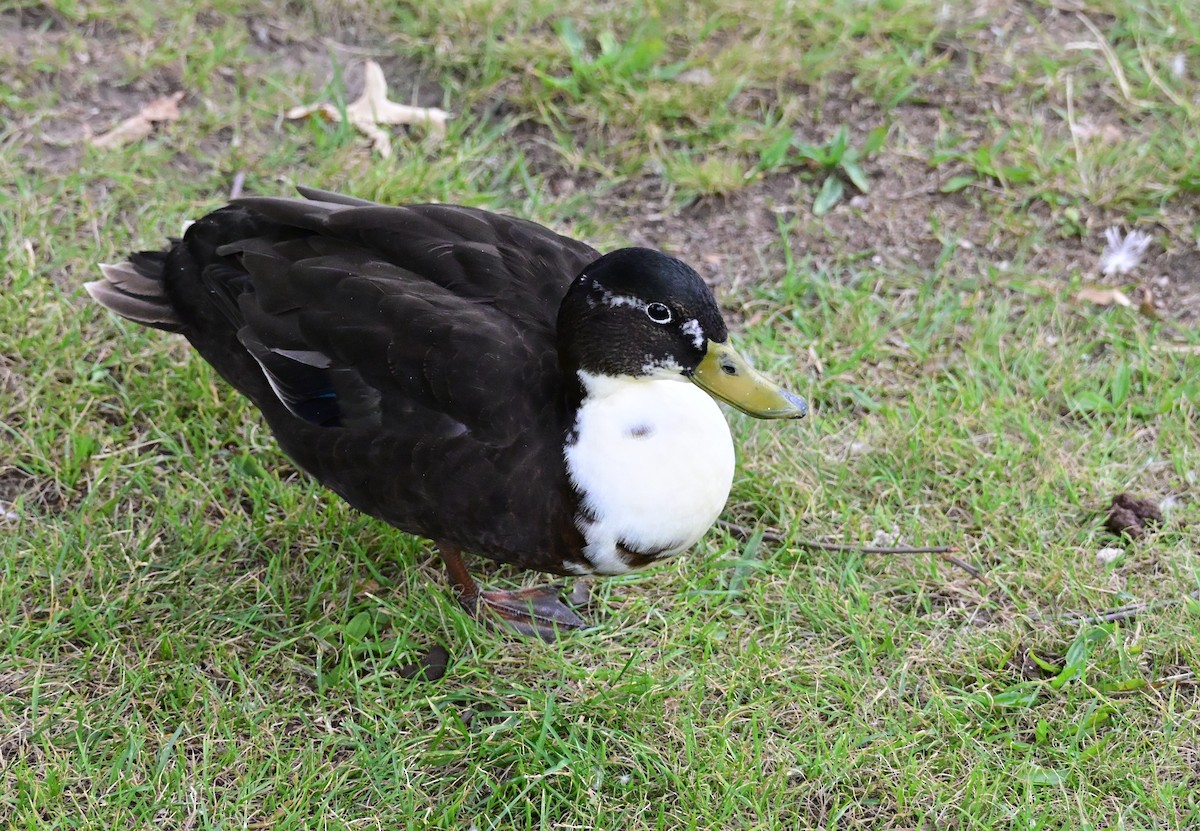 Canard colvert (forme domestique) - ML638798910