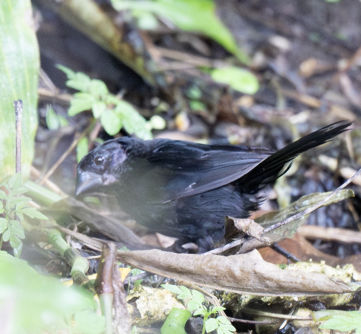 Sporophile à bec fort - ML638798911