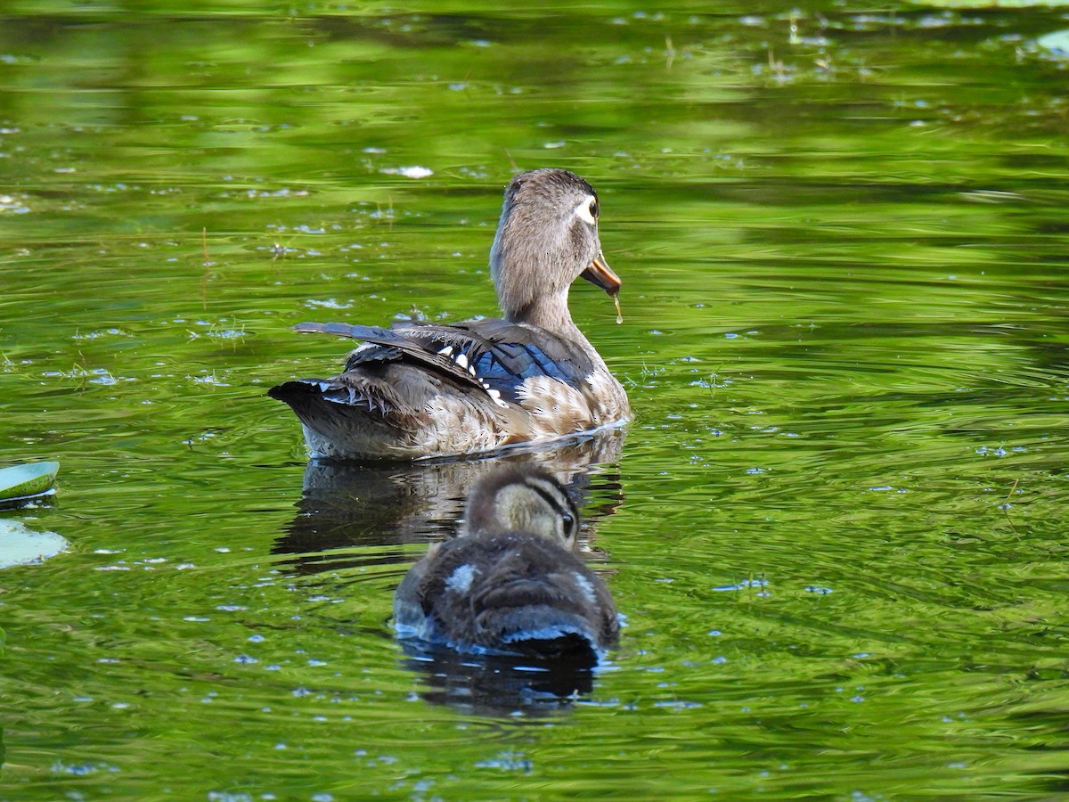 Canard branchu - ML638798927