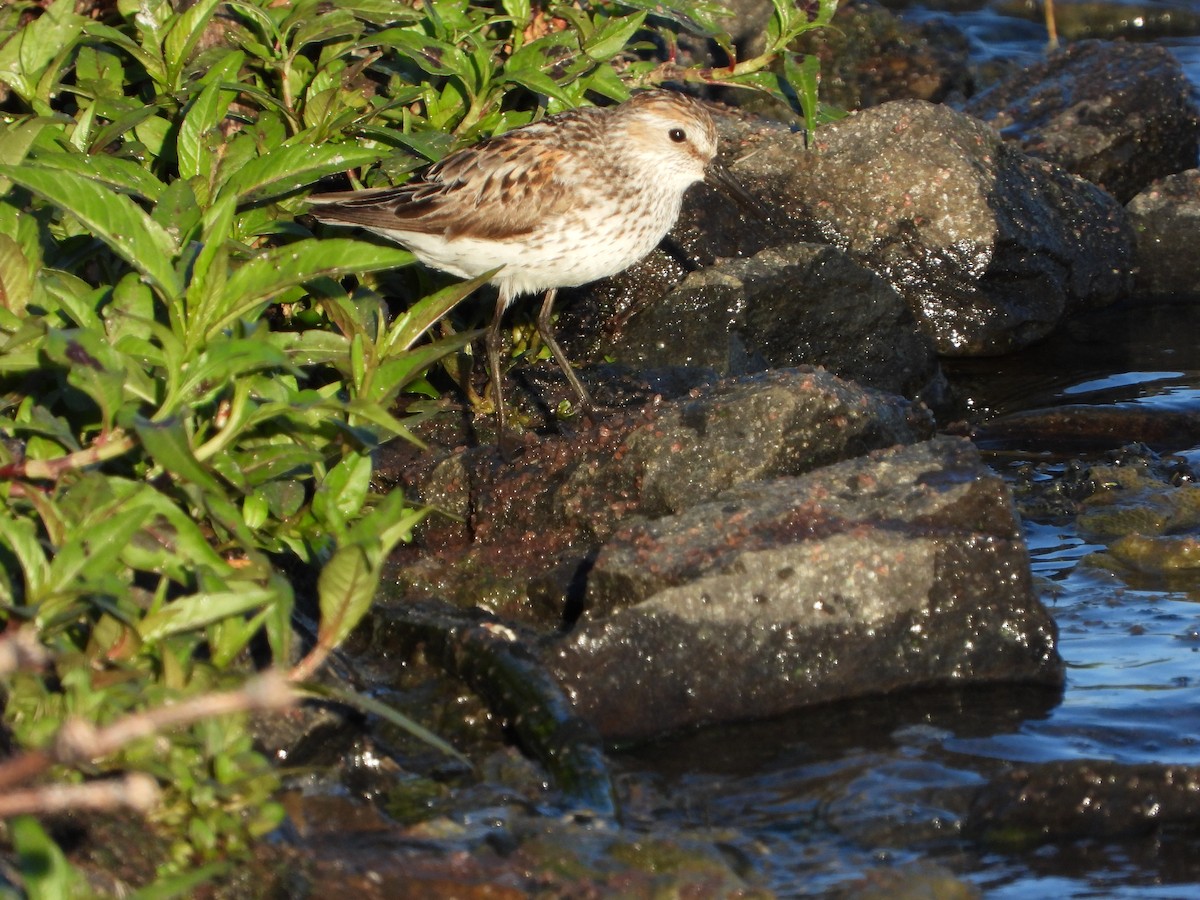Bécasseau d'Alaska - ML638798928