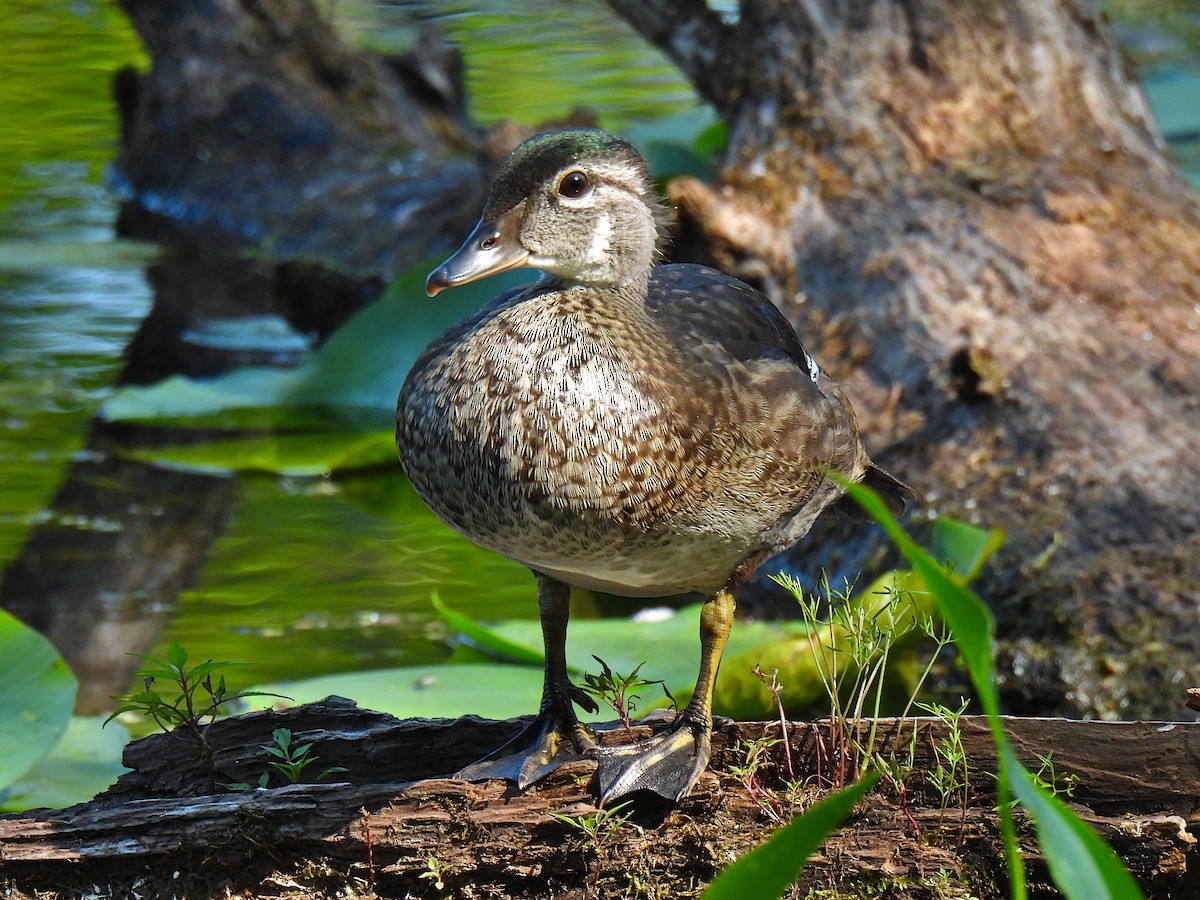 Canard branchu - ML638798934