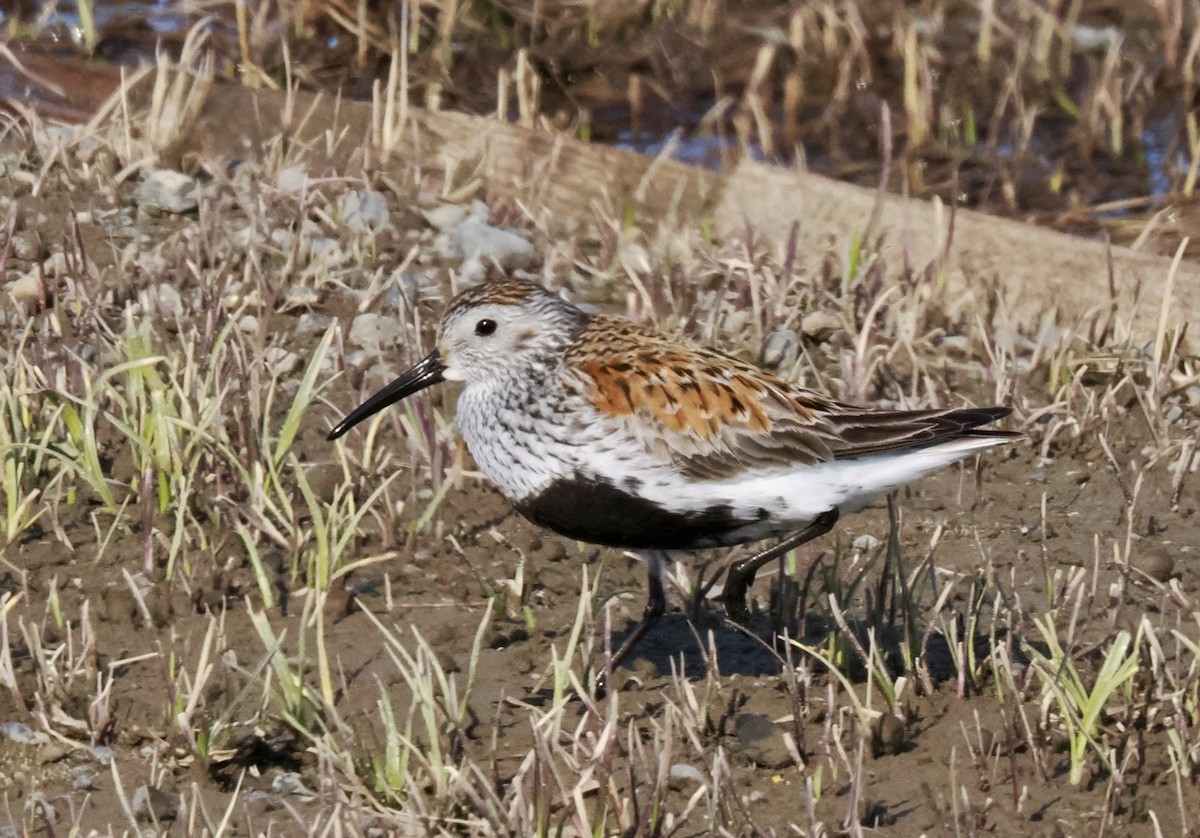 Bécasseau variable - ML638798936