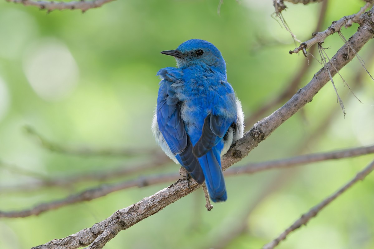 Mountain Bluebird - ML638798940