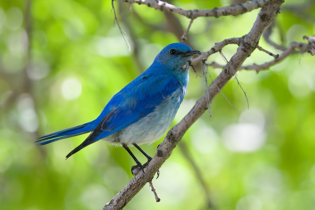 Mountain Bluebird - ML638798941