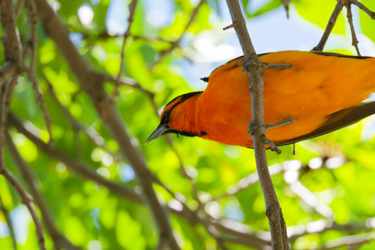 Bullock's Oriole - ML638798947