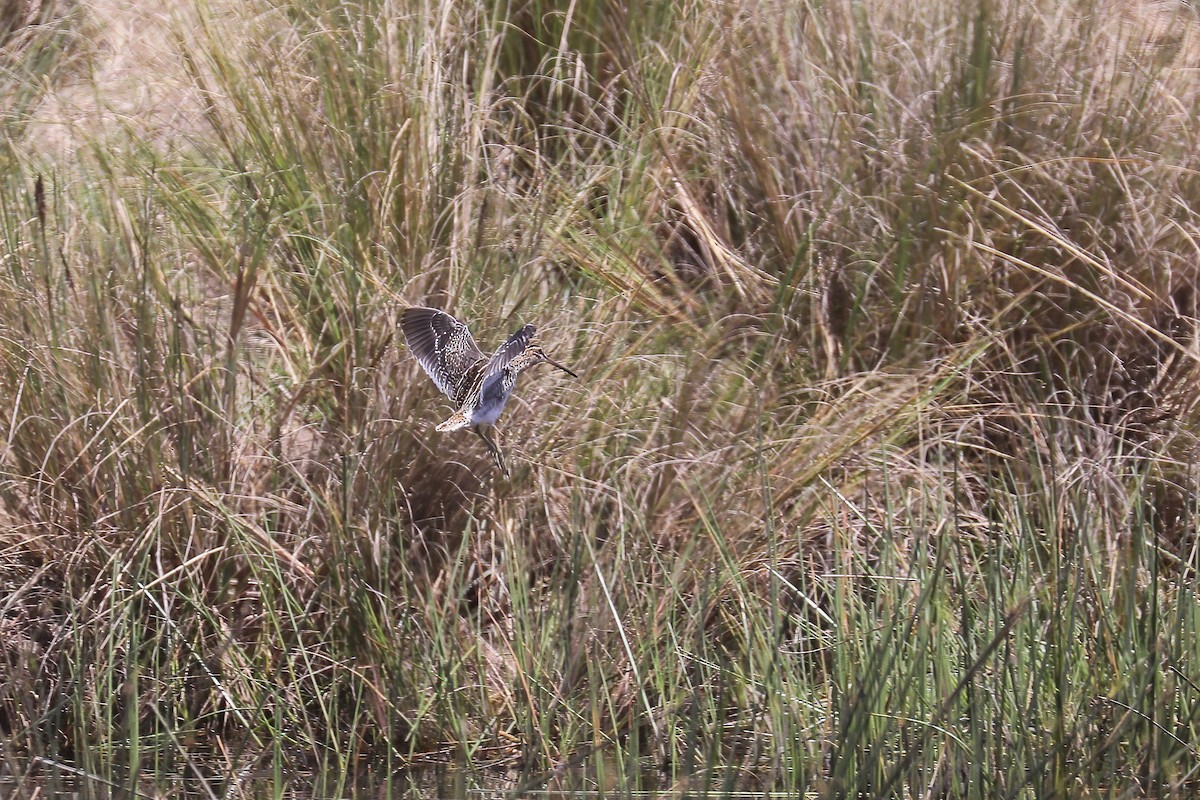 African Snipe - ML638798949