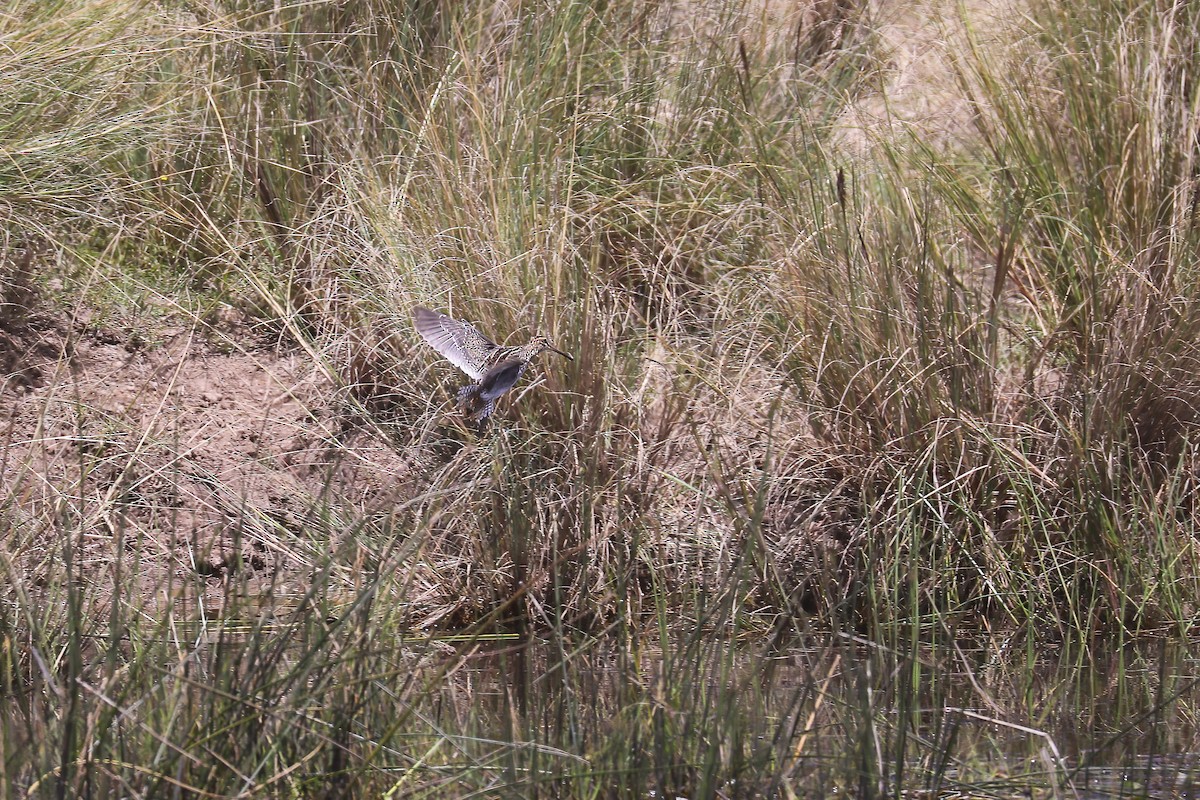 African Snipe - ML638798950