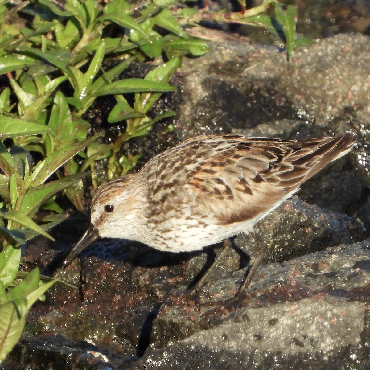 Bergstrandläufer - ML638798954