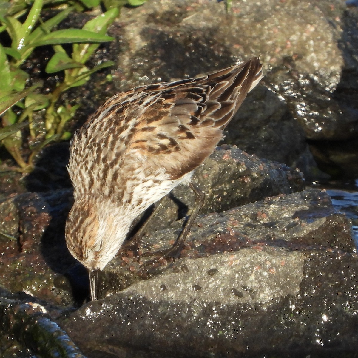 Bergstrandläufer - ML638798964