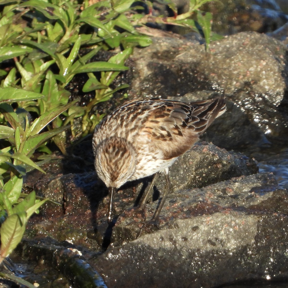 Bergstrandläufer - ML638798971