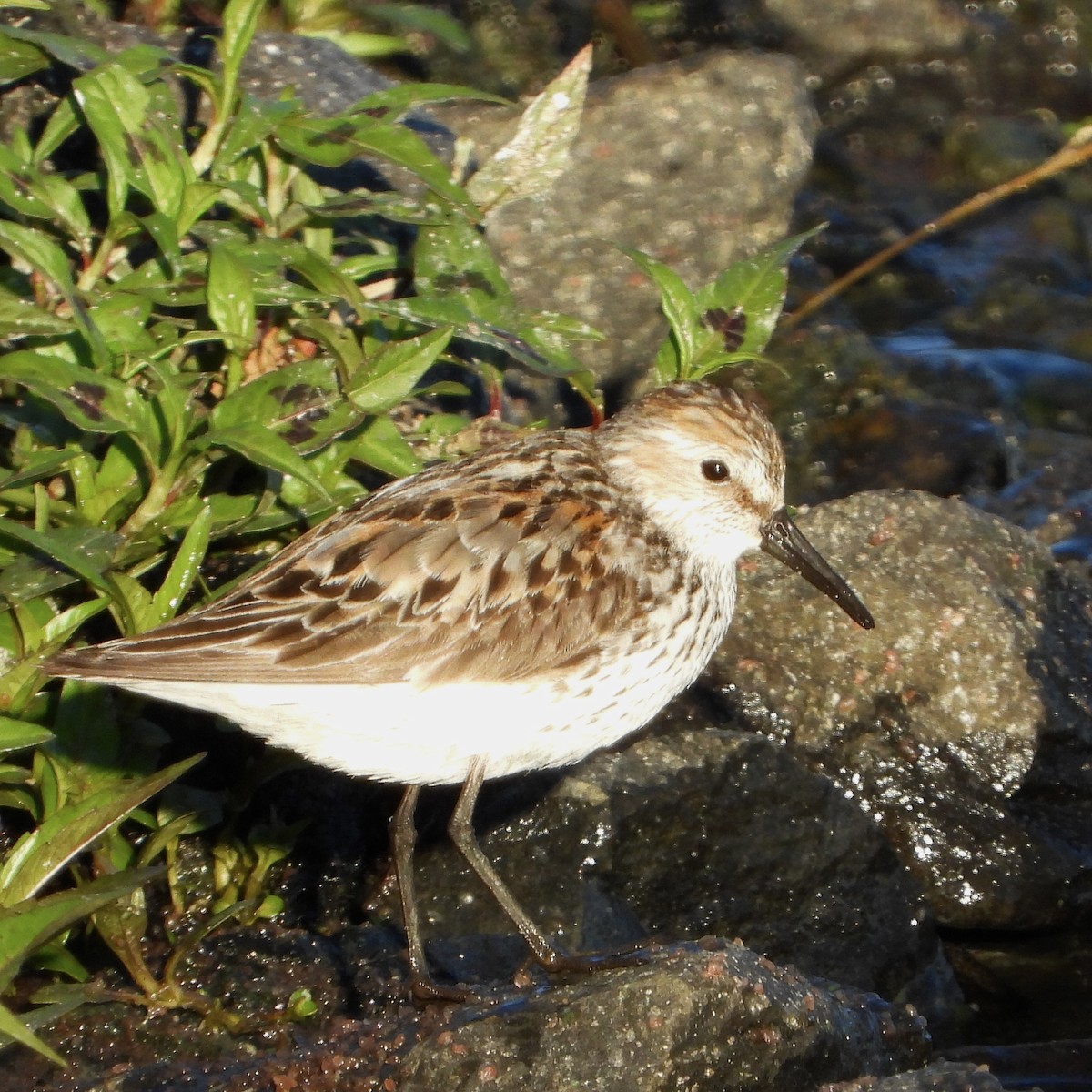 Bergstrandläufer - ML638799003