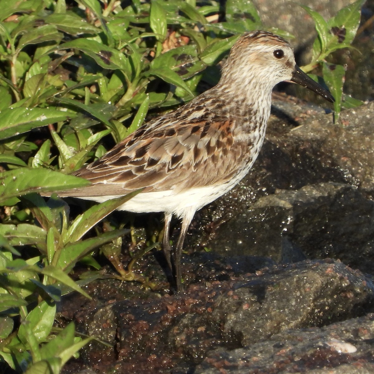 Bergstrandläufer - ML638799009