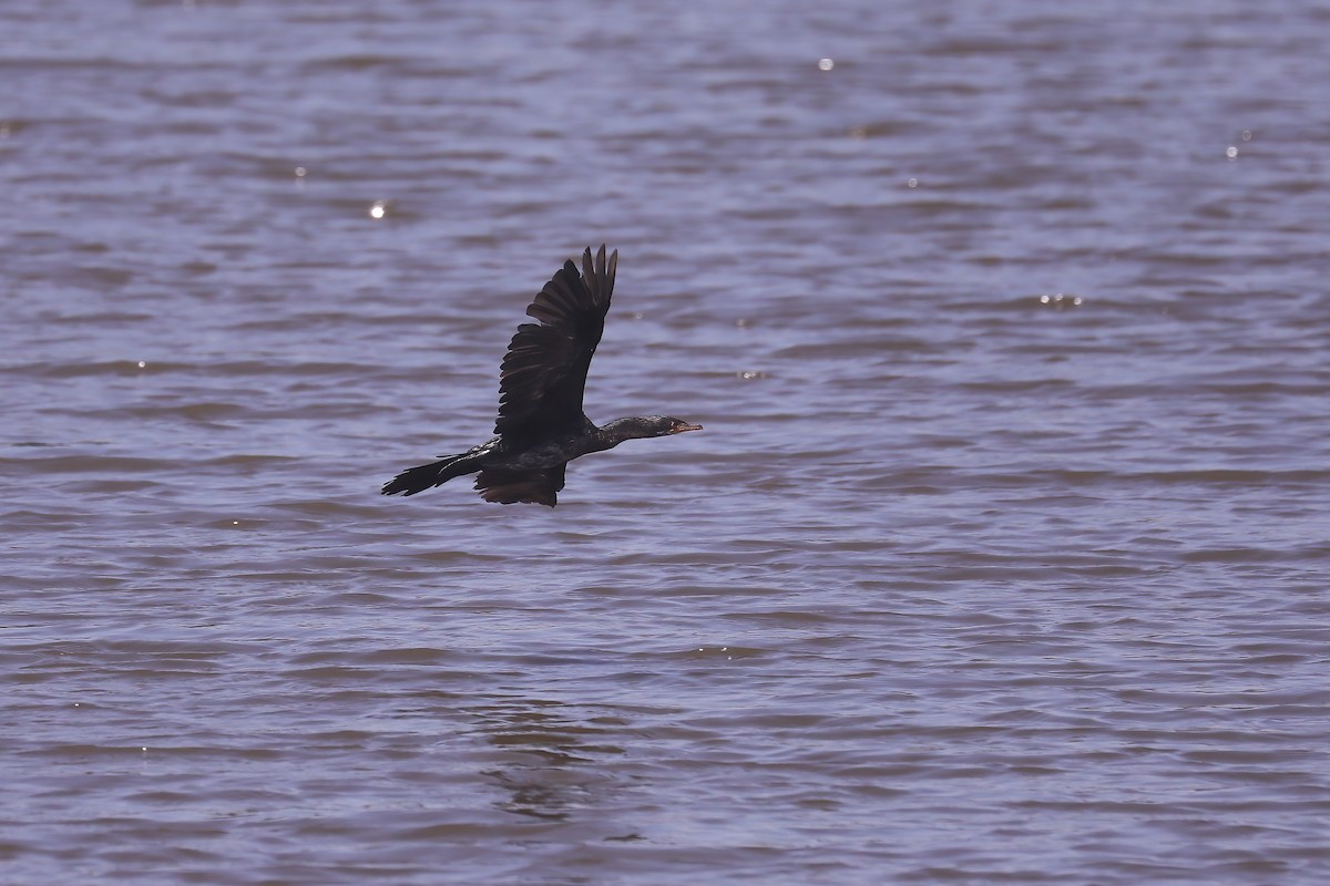 Reed Cormorant - ML638799029