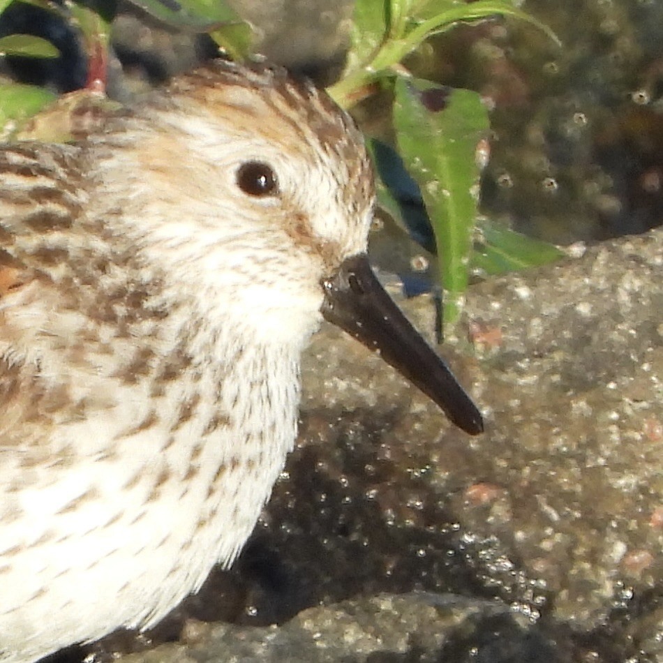 Bergstrandläufer - ML638799036